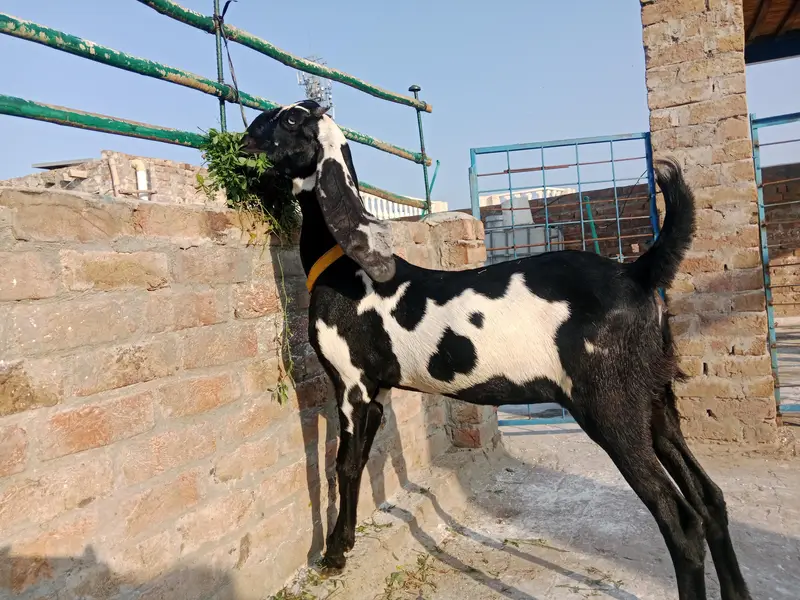 amratsari bachay for sale — photo 8