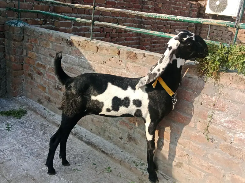 amratsari bachay for sale — photo 9