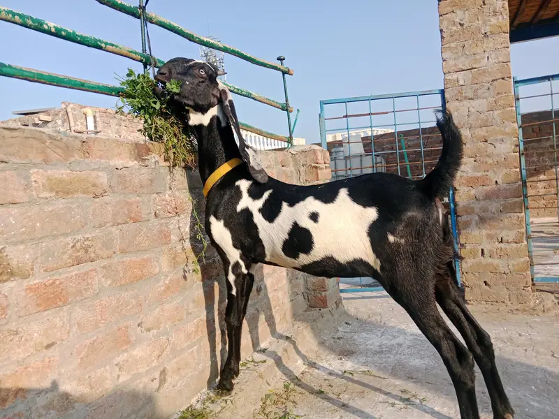 amratsari bachay for sale — photo 10
