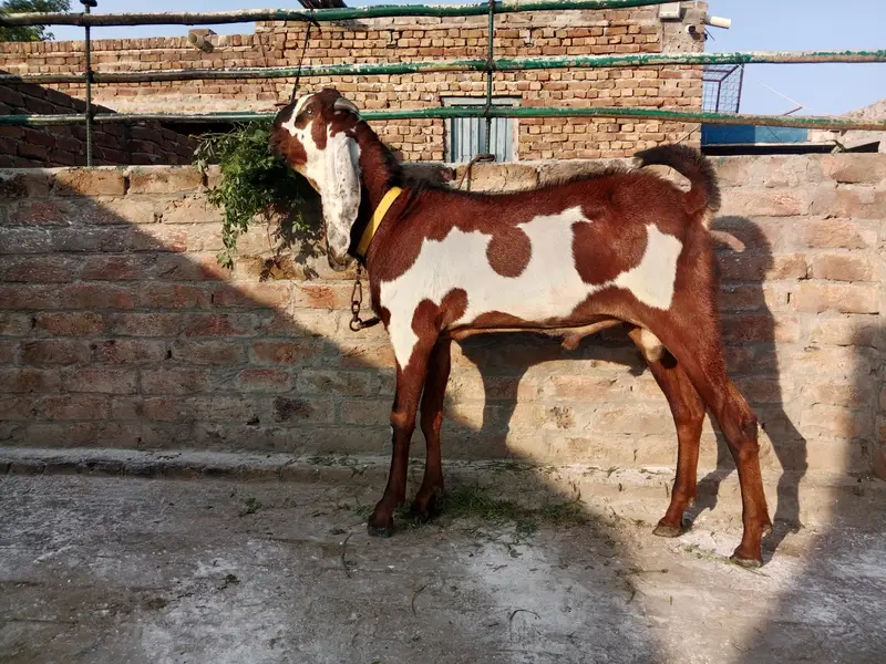 amratsari bachay for sale — photo 11