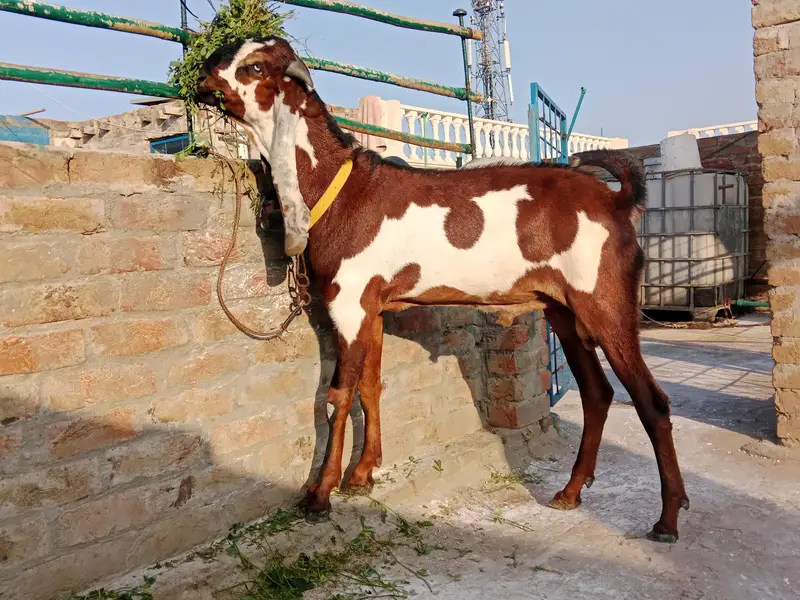 amratsari bachay for sale — photo 12