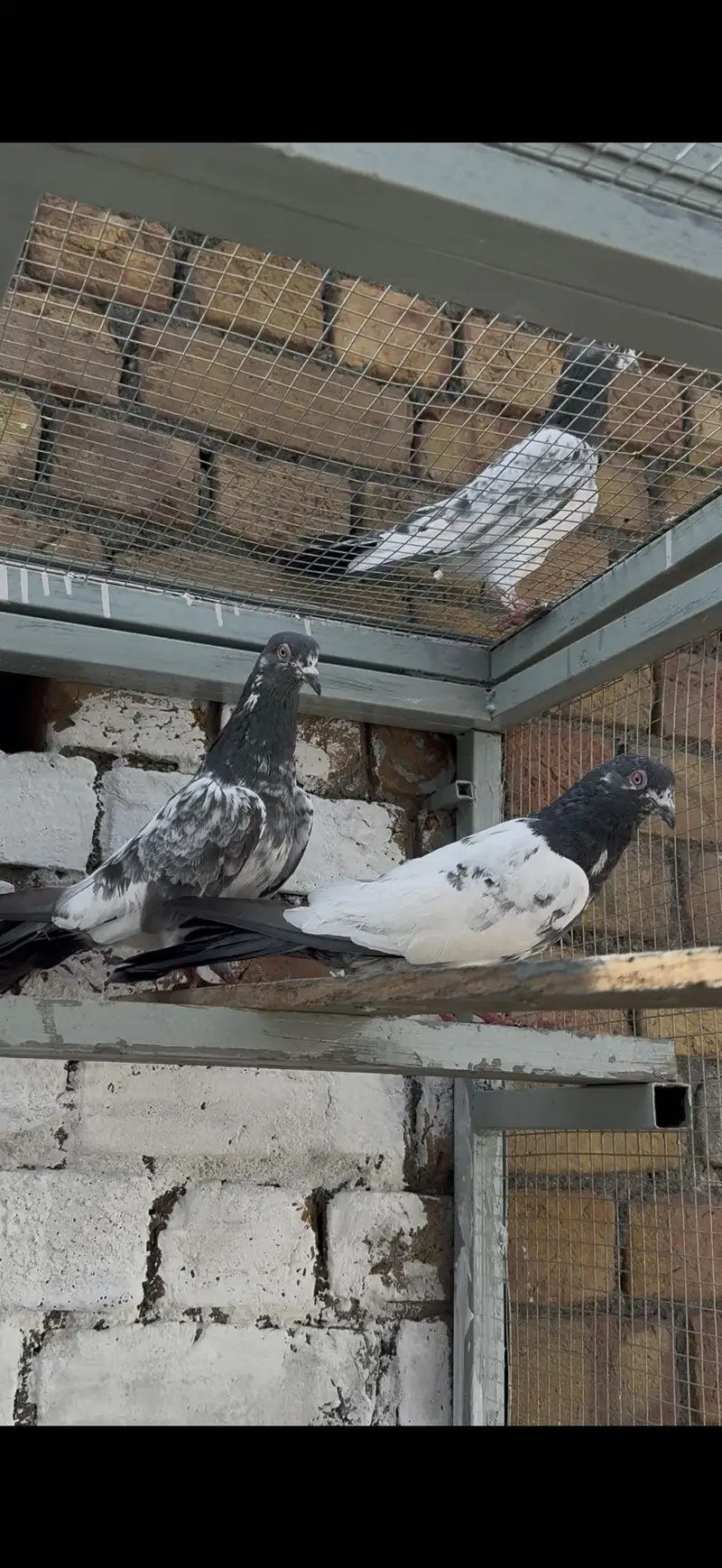 Kamaggar pair for sale result bacho wala — photo 3