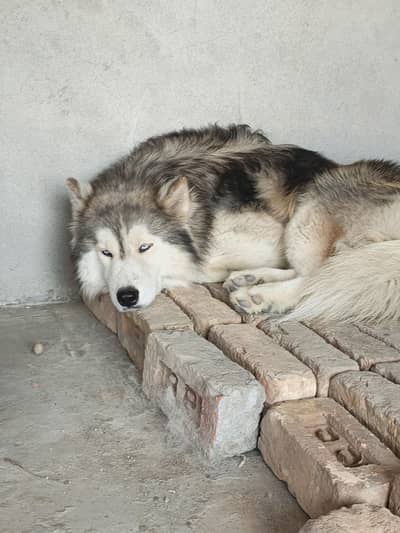 Alaskan malamute male