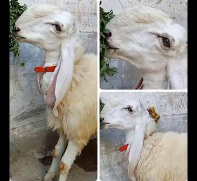 3 Top Quality LARKANA DUMBA location Karachi ORANGI Twon