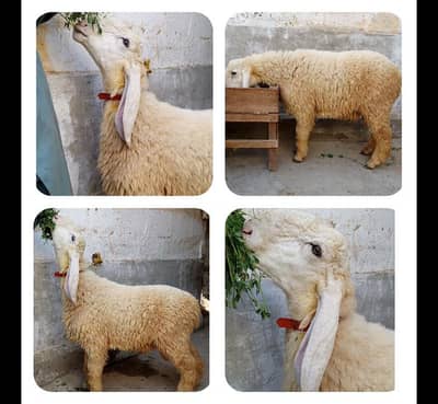 3 Top Quality LARKANA DUMBA location Karachi ORANGI Twon