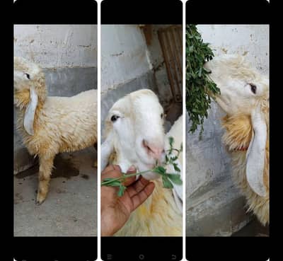 3 Top Quality LARKANA DUMBA location Karachi ORANGI Twon