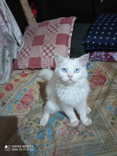 Cat For Sale/ WhatsApp number 03266110072