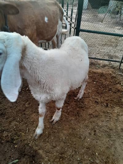 mashen sheep cating very good condition. . 03124665371