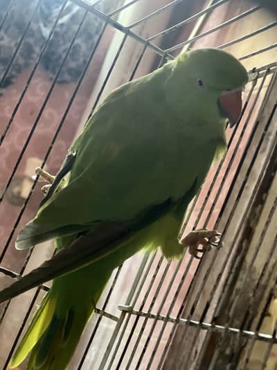 Argent for sale with cage only female