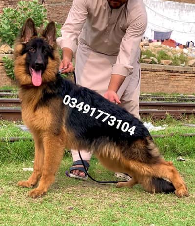 German Shepherd Long Coat Male