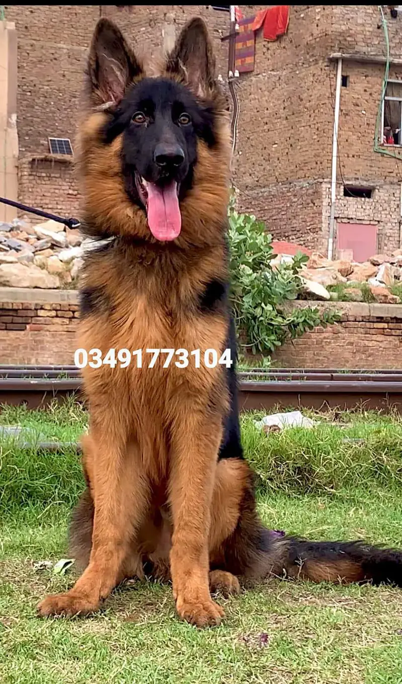 German Shepherd Long Coat Male — photo 2