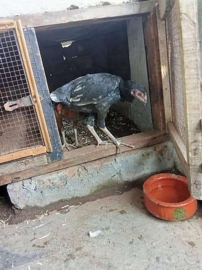 aseel pathiya for sale