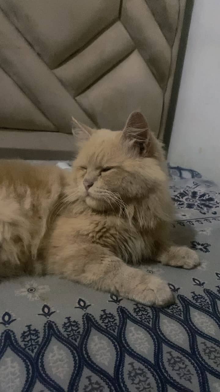 Fluffy cat 0