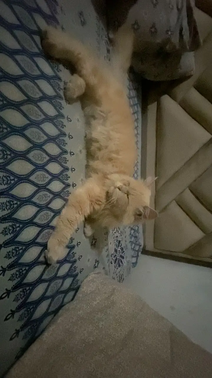 Fluffy cat — photo 2