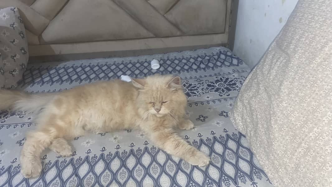 Fluffy cat 2