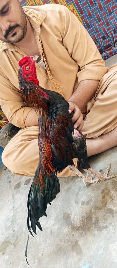 aseel murga 03033512480