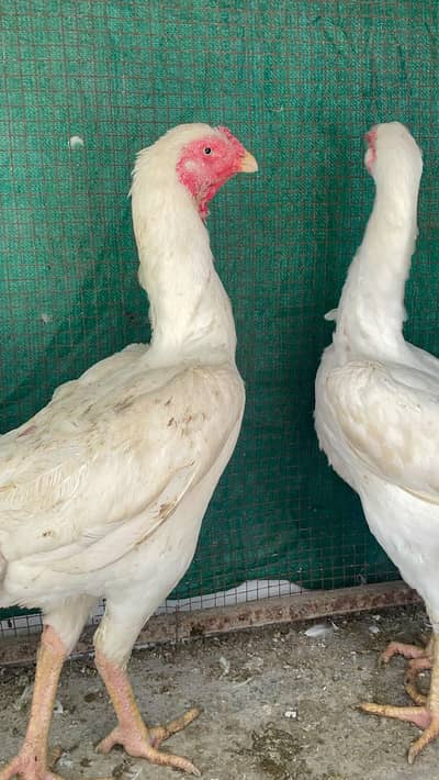 All pair available here King whight oh shamo bredar pair and pathy pat