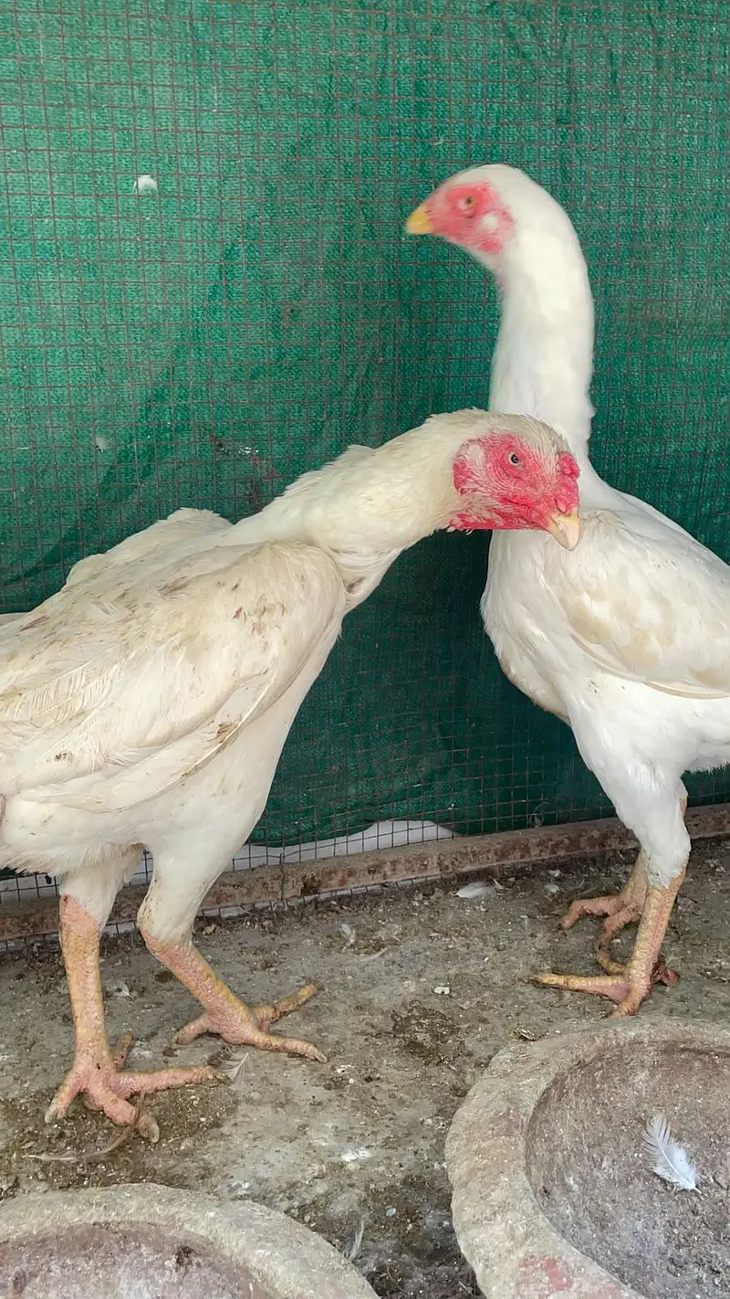 All pair available here King whight oh shamo bredar pair and pathy pat — photo 3