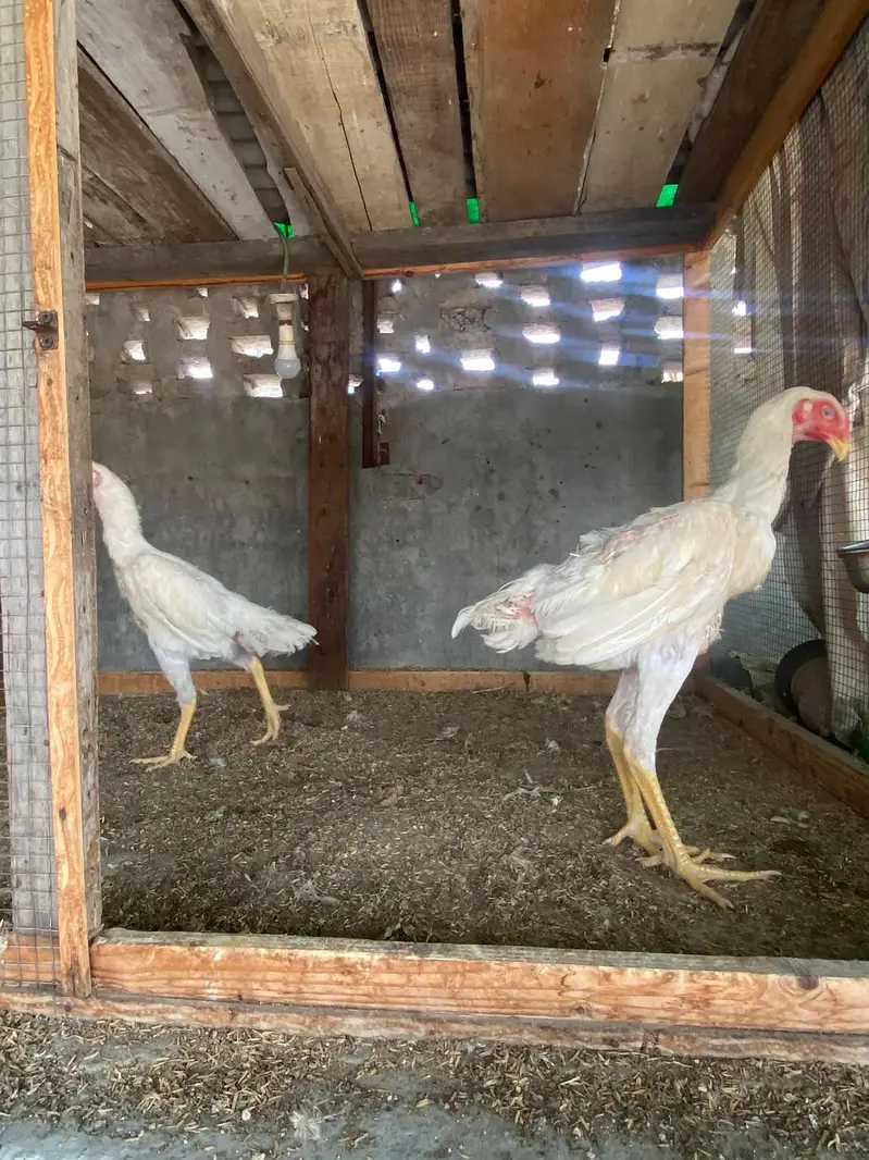 All pair available here King whight oh shamo bredar pair and pathy pat — photo 4