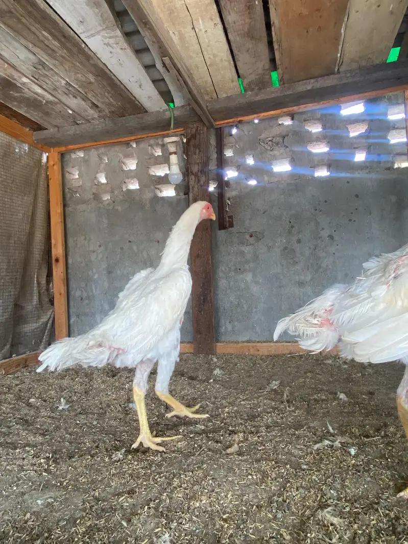 All pair available here King whight oh shamo bredar pair and pathy pat — photo 8