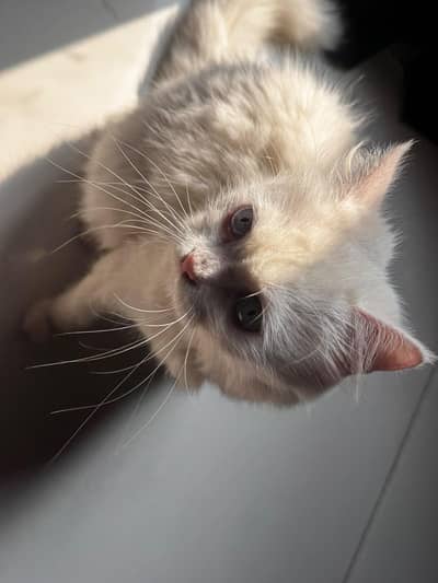 Persian cat with one free kitten