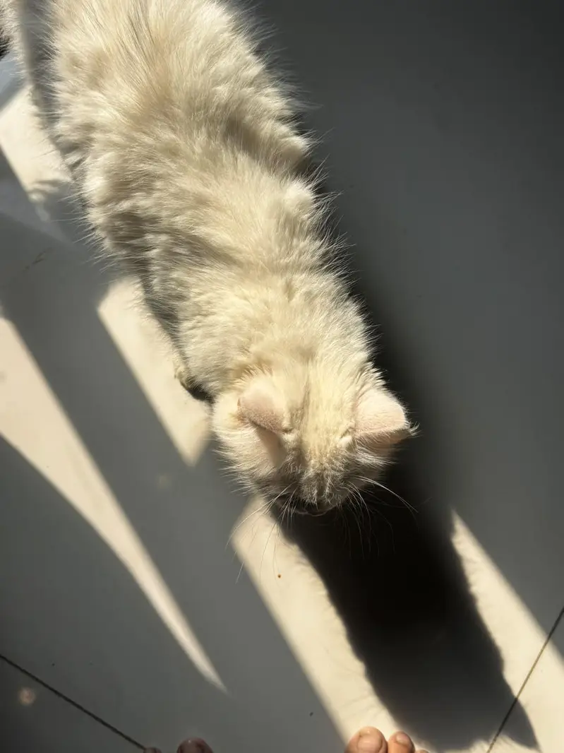 Persian cat with one free kitten — photo 3