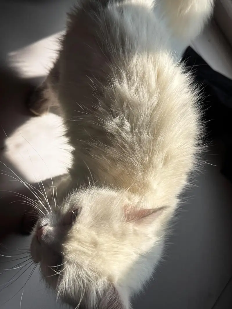 Persian cat with one free kitten — photo 4