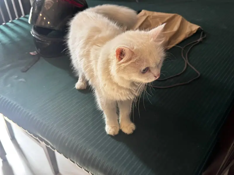 Persian cat with one free kitten — photo 5