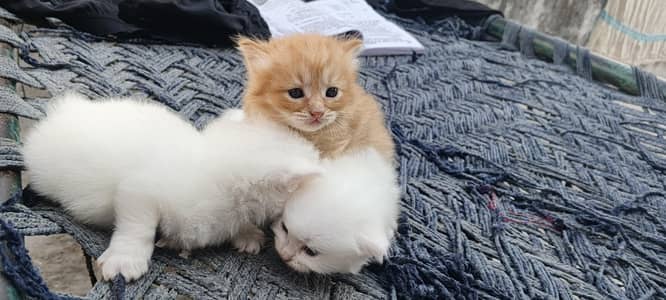 One Female and 2 male baby Cats