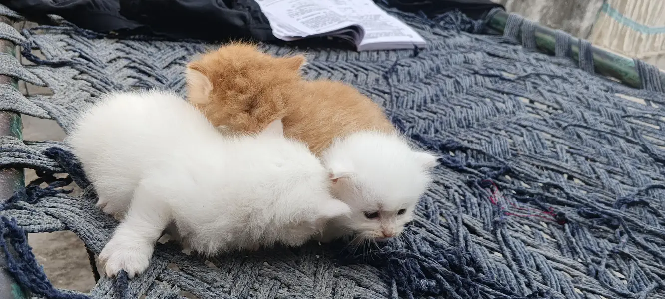 Persian Kittens, One Female and 2 male baby Cats — photo 2