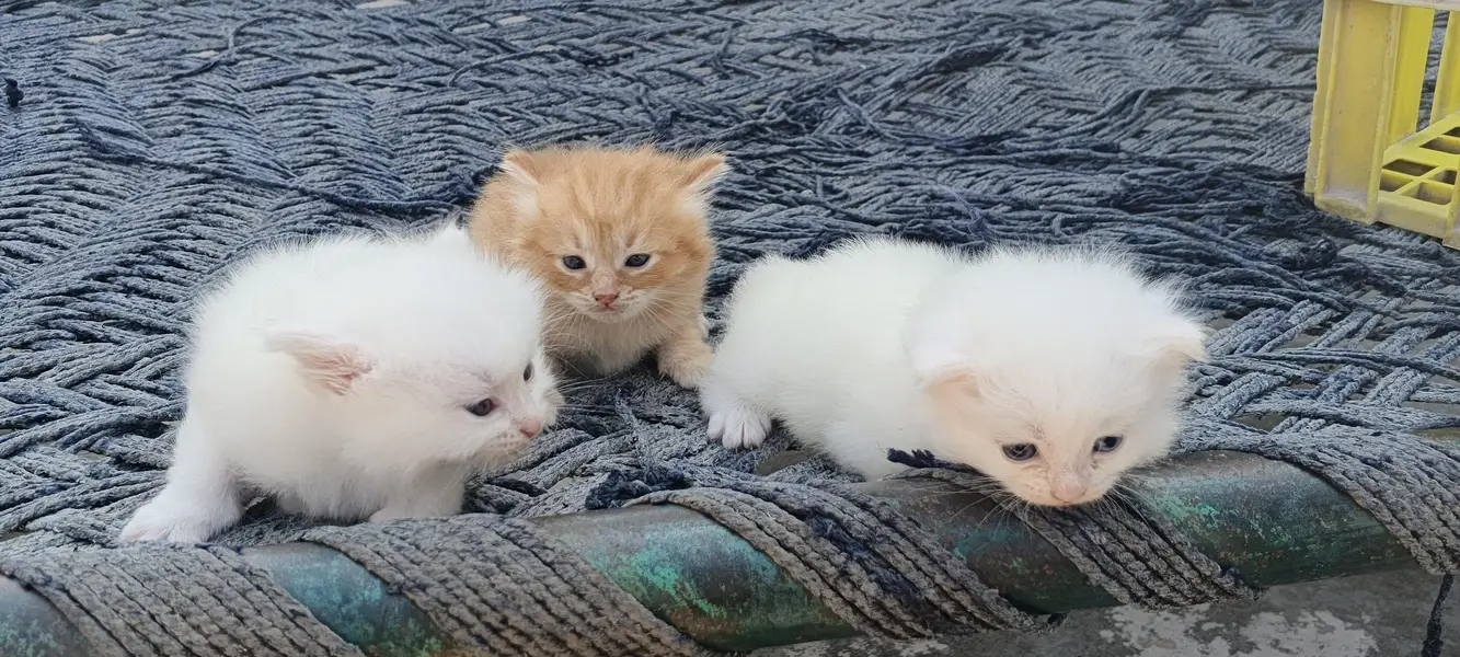 Persian Kittens, One Female and 2 male baby Cats — photo 3