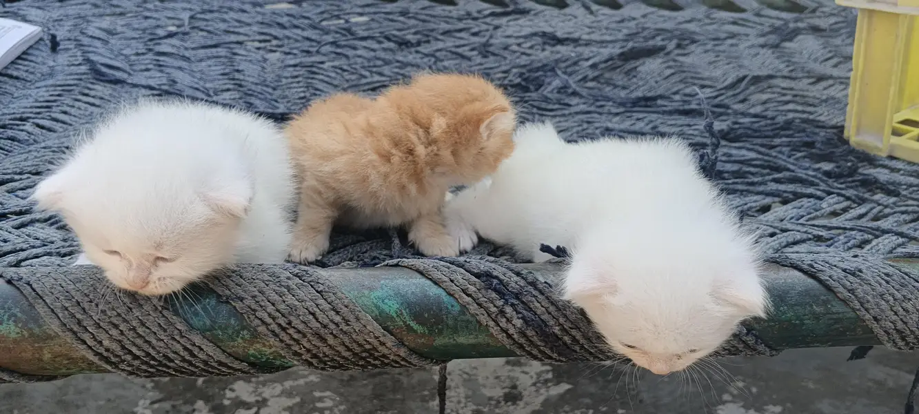 Persian Kittens, One Female and 2 male baby Cats — photo 4