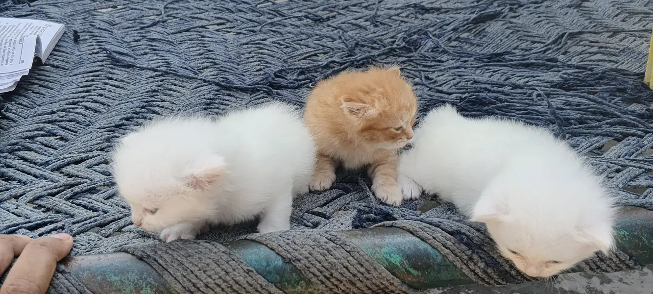 Persian Kittens, One Female and 2 male baby Cats — photo 5