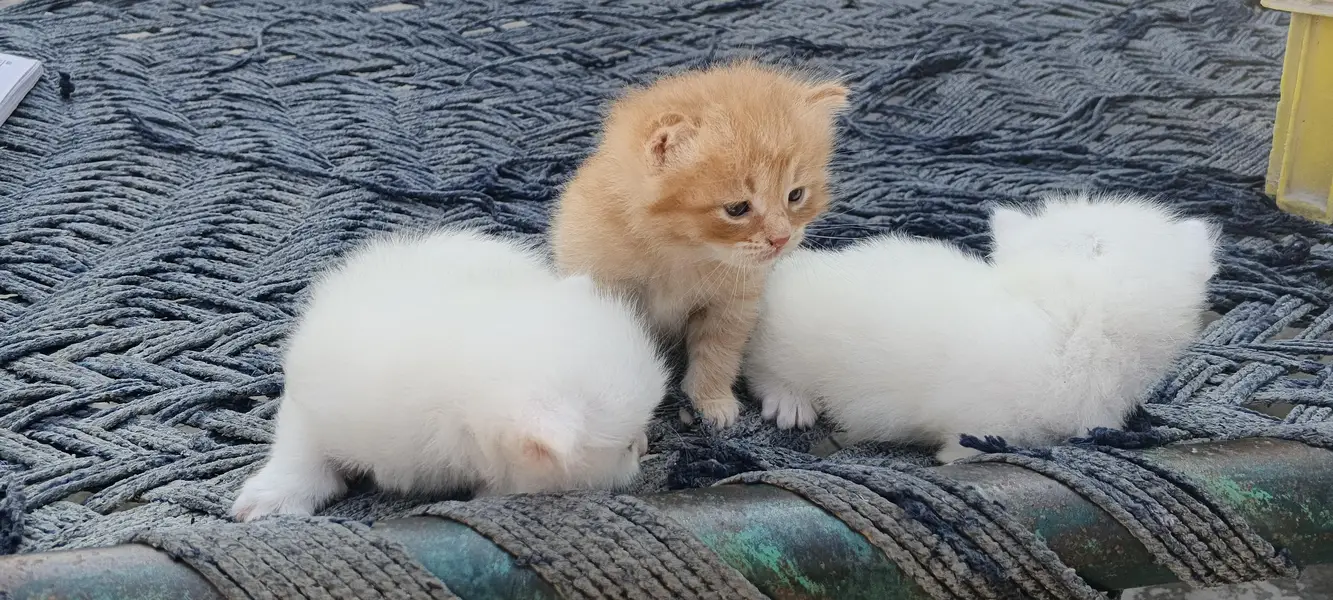 Persian Kittens, One Female and 2 male baby Cats — photo 6