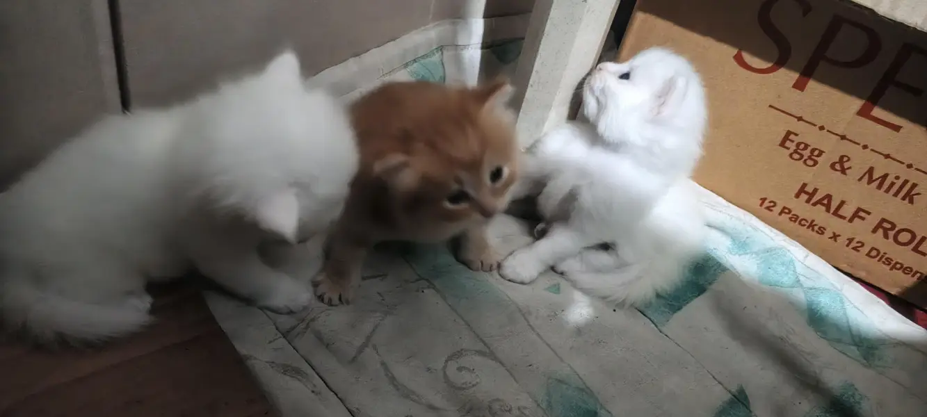 Persian Kittens, One Female and 2 male baby Cats — photo 7