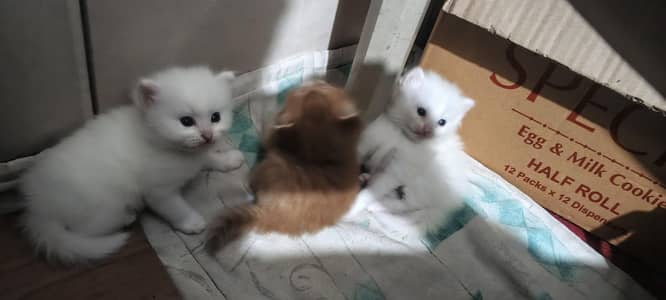 Persian Kittens, One Female and 2 male baby Cats