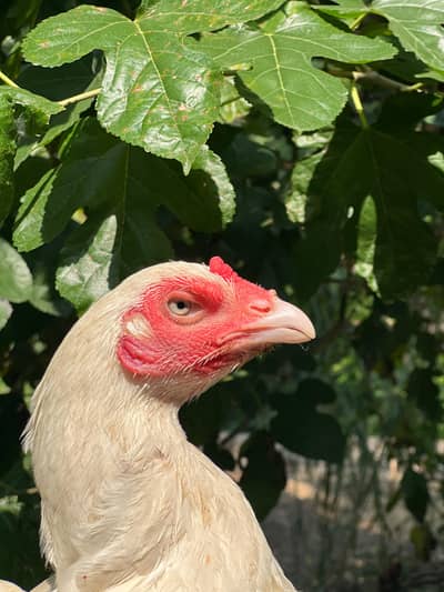 only eggs available