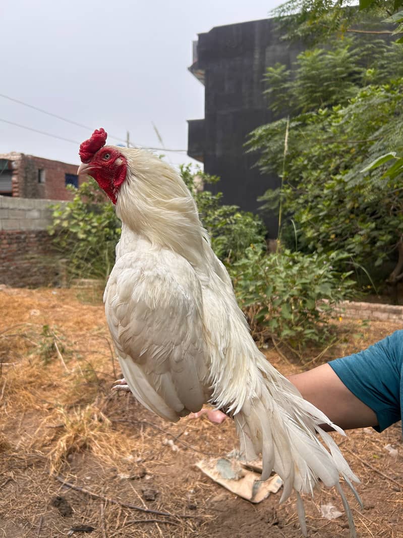only eggs available 3