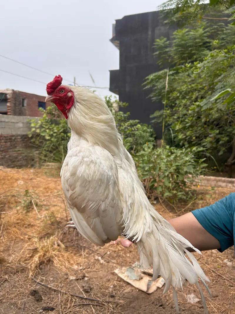 only eggs available — photo 4