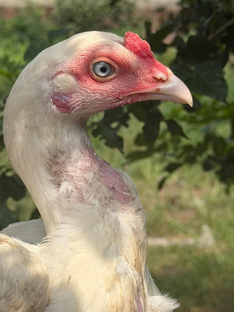 only eggs available 4