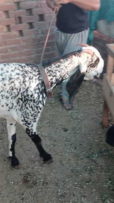 matching female