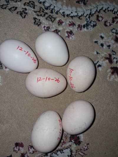 Shamo eggs