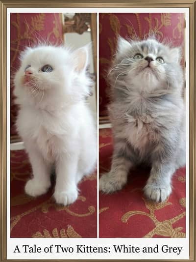 Persian Kittens Triple Coated