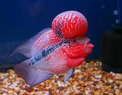 Flower Horn for Sale contact: 03706172264