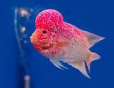 Flower Horn for Sale contact: 03706172264 — photo 2