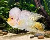 Flower Horn for Sale contact: 03706172264 — photo 3