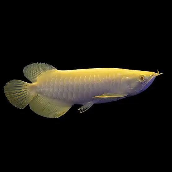 Flower Horn for Sale contact: 03706172264 — photo 8