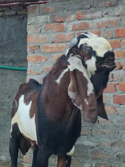 Breeder Bakra Amritsari Nagra Daba Beetal