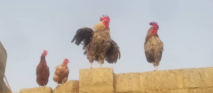 Misri Rooster and Hens