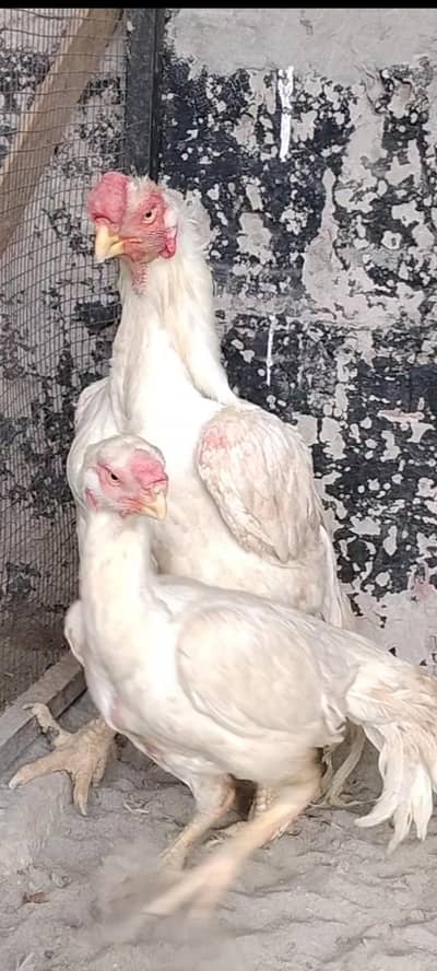 Indian parrot Beak long taile/ long taile parat beek pare price 45000
